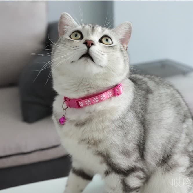 🐾ปลอกคอแมว สุนัข ลายอุ้งเท้า พร้อมกระดิ่ง ปรับขนาดได้ ปลอกคอสัตว์เลี้ยง น่ารัก แข็งแรง ทนทาน - 6