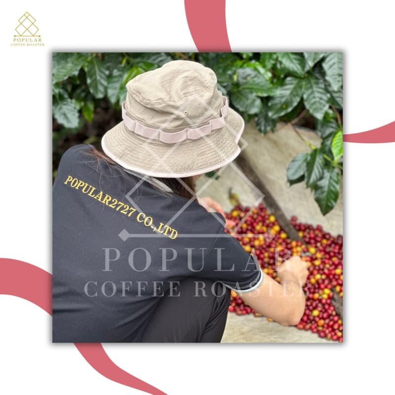 Popular coffee Roasters เมล็ดกาแฟคั่ว Huai Hom Mae Hong Son - 2