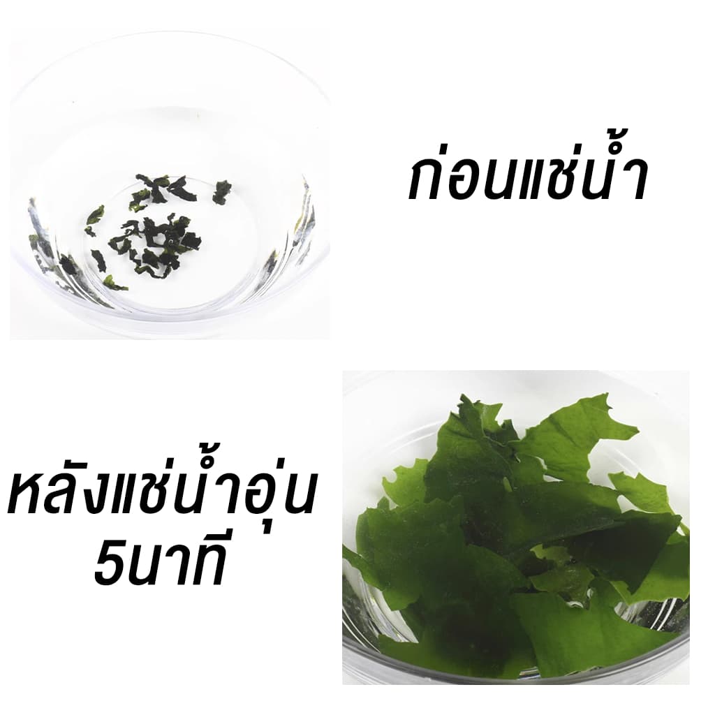 สาหร่าย วากาเมะ A+ เกรดส่งออก สาหร่ายวากาเมะอบแห้ง สาหร่ายวากาเมะ ขนาด 250g 裙带菜 - 6