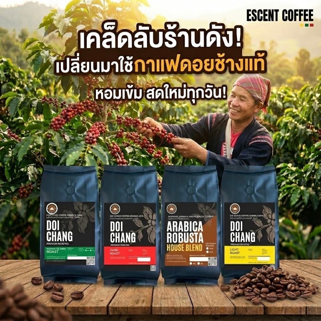 เมล็ดกาแฟดอยช้างอาราบิก้า 100 % เกรดมาตรฐาน จากโรงคั่วบนดอยช้างจังหวัดเชียงราย - 5